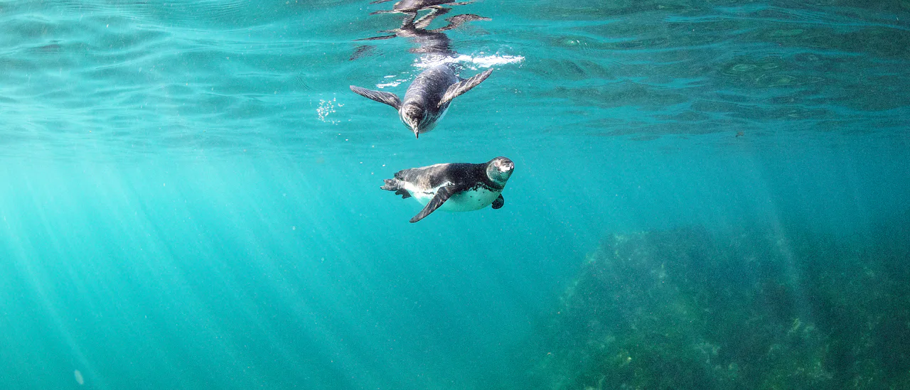 Snorkeling with penguins is an adventure!